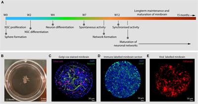 Mass Generation, Neuron Labeling, and 3D Imaging of Minibrains